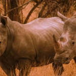 Африканский носорог в естественной среде обитания саванны