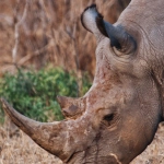 Great Rhino Deluxe виртуальное сафари для любителей природы