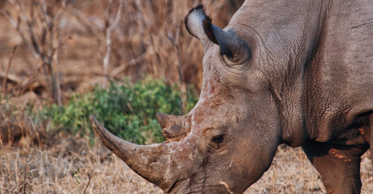 Great Rhino Deluxe виртуальное сафари для любителей природы